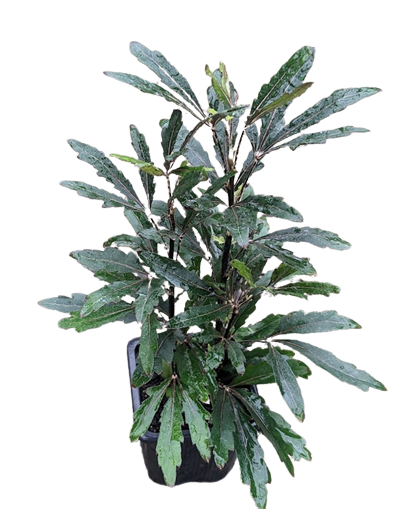Castor Aralia